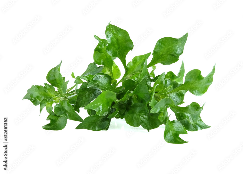 Watercress on white background