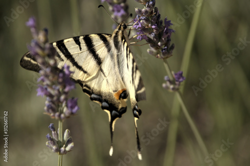 Iphiclides podalirius; scarce swallowtail butterfly in rural Tuscany