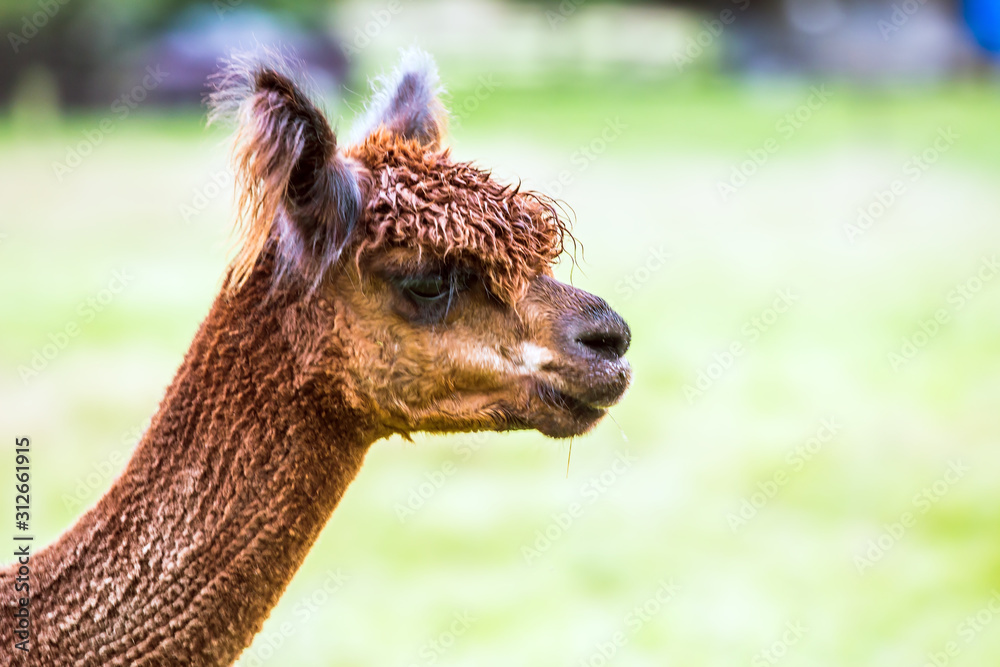 Portret. Charming brown llama