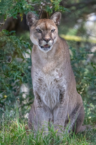 Puma facing camera