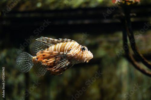 Lion fish in an aquarium