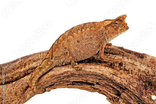 Perinet leaf chameleon / Stummelschwanzchamäleon (Brookesia therezieni)