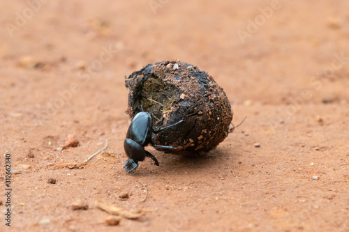 dung beetle