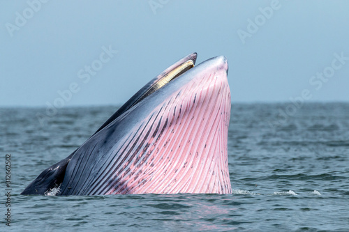 Bryde's whale swim in the Thai sea photo