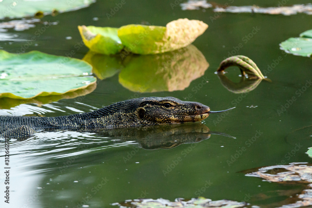 Water Monitor (Varanus salvator) with Lotus Leaves In The Pond Water Monitor (Varanus salvator) with Lotus Leaves In The Pond