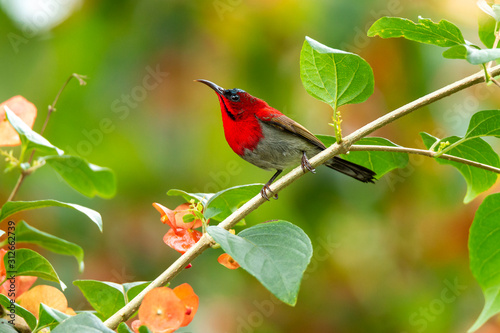Crimson Sunbird (Aethopyga siparaja) in nature © Sea_Monkey
