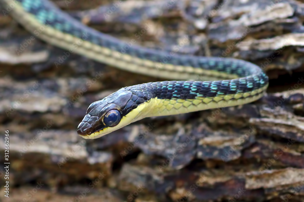 closeup of snake closeup of snake