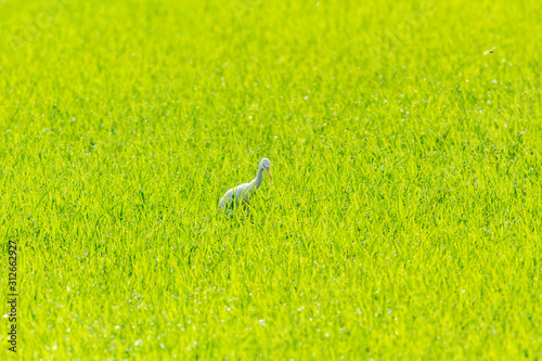 common egret in the Thailand rice field
