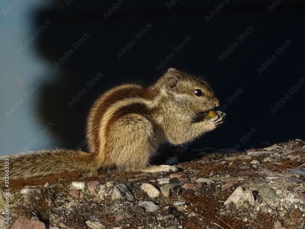 Squirrel Squirrel