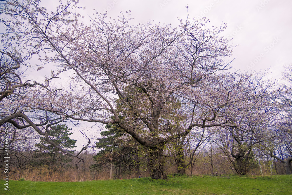 The beauty of the sakura cherry blossoms The beauty of the sakura cherry blossoms