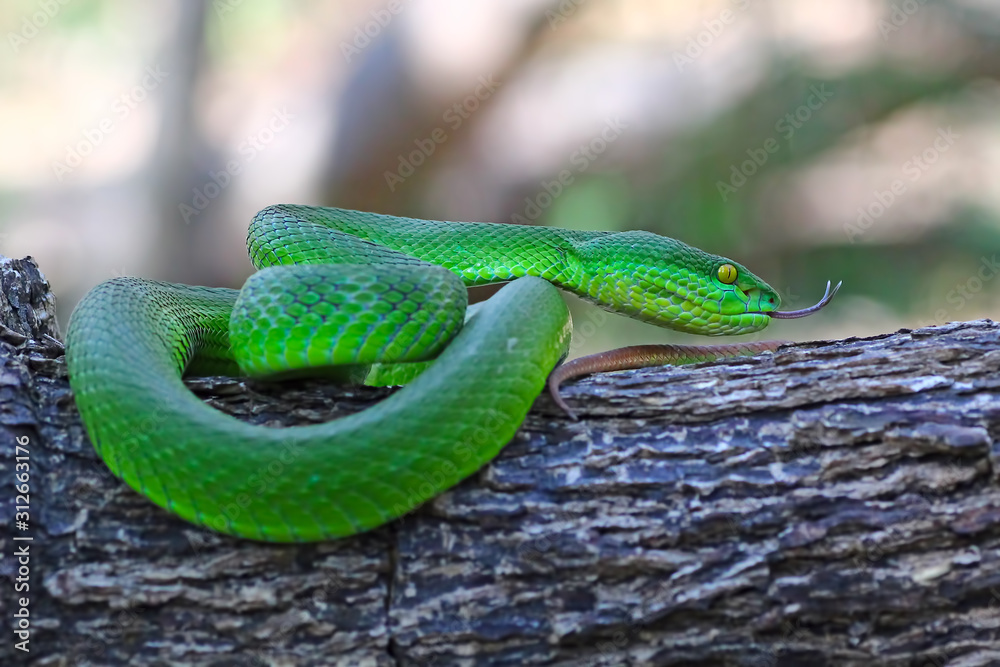 Fototapeta premium green viper snake, venomous and poisonous snake, trimeresurus albolabris