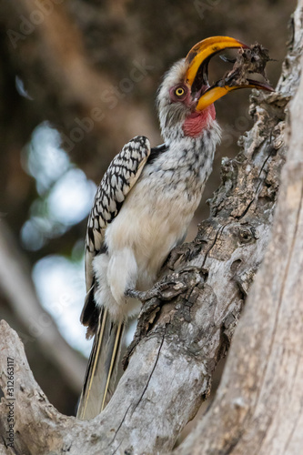 hornbill eating