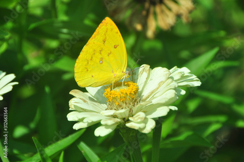 Common Yellow grass butterfly sitting on the flower plant. © Handini_Atmodiwiryo