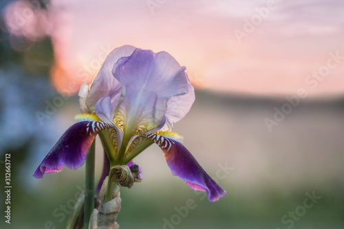 blue iris flower photo