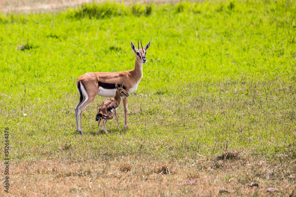 Fototapeta premium Thomson's gazelle with a newborn baby