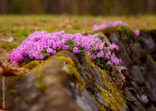 purple flowers in the garden