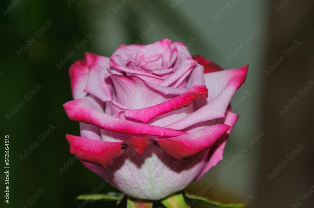 a rosebud blooming pink and red. macro on a blurry background a rosebud blooming pink and red. macro on a blurry background