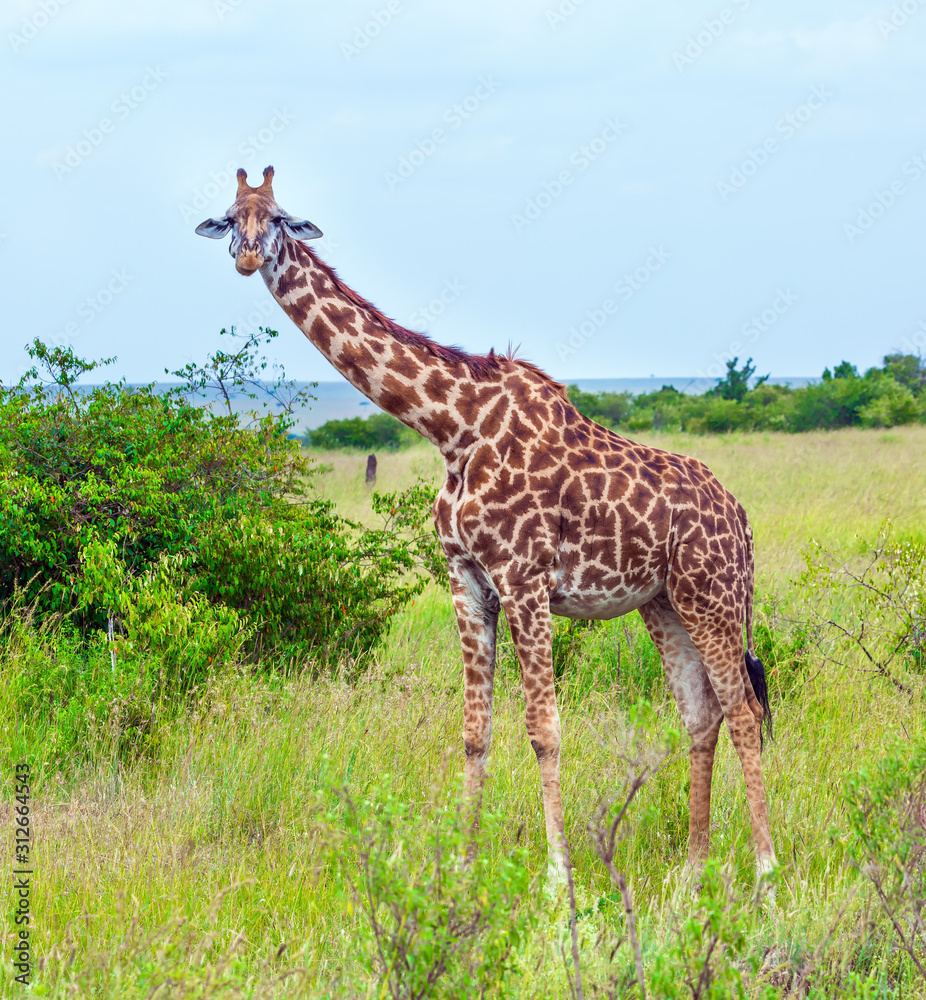 Giraffe grazes in the savannah Giraffe grazes in the savannah