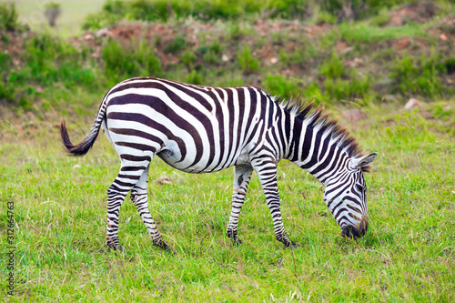 Charming young zebra