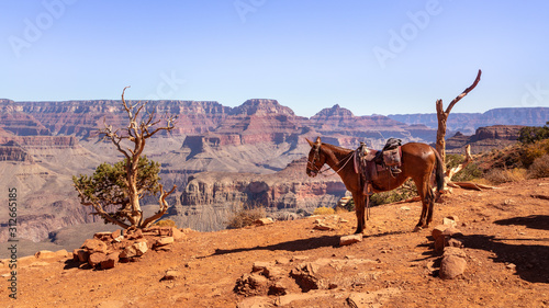 Indian Horse at Cedar Ridge in Grand Canyon National Park in Arizona, USA