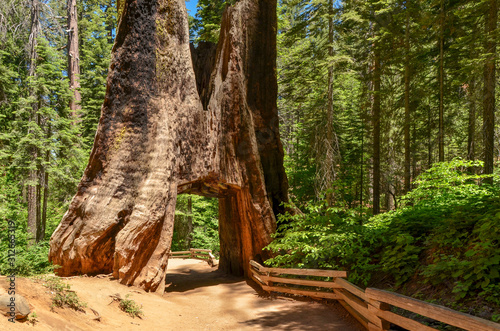 Dead Giant Tunnel Tree in Tuolumne Grove (Yosemite National Park, California, USA) photo