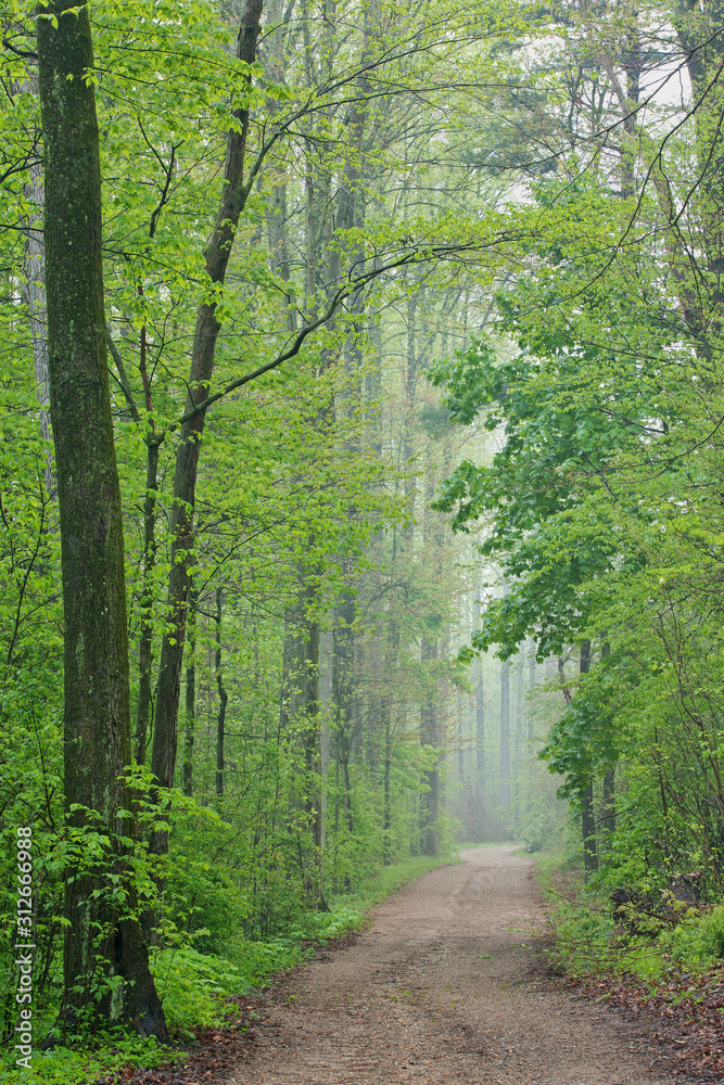 Fototapeta premium Trail through foggy spring woodland, Kellogg Forest, Michigan, USA