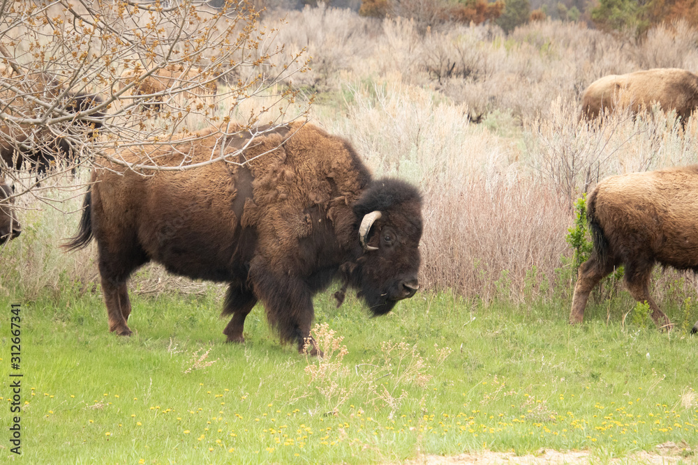 Buffalo Buffalo