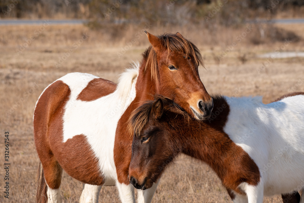 A bonding moment between a wild mare and her filly while standing in a grassy area of Assateague Island in Ocean City, Maryland A bonding moment between a wild mare and her filly while standing in a grassy area of Assateague Island in Ocean City, Maryland