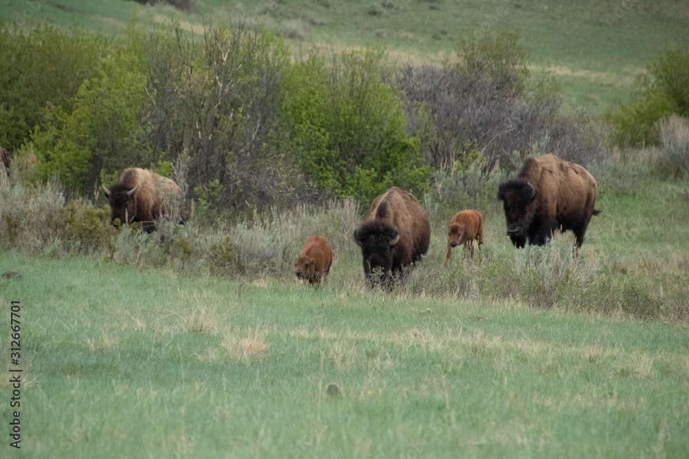Buffalo Buffalo