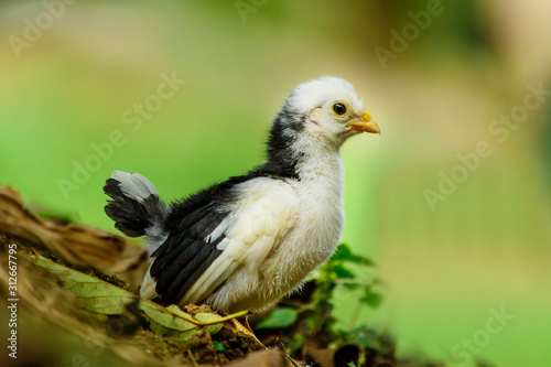 pollito emplumando