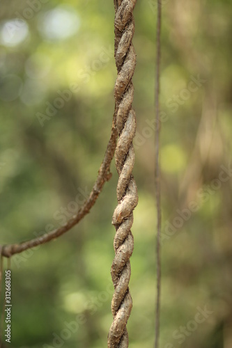 Natures creation rope