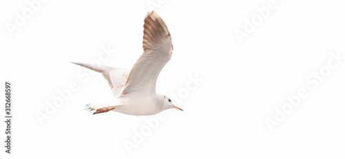 seagulls flying over white