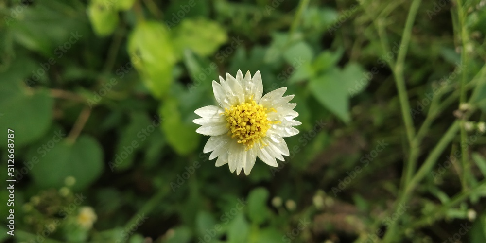 nature Flowers nature Flowers