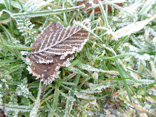 Blätter und Wiese mit Eiskristallen photo