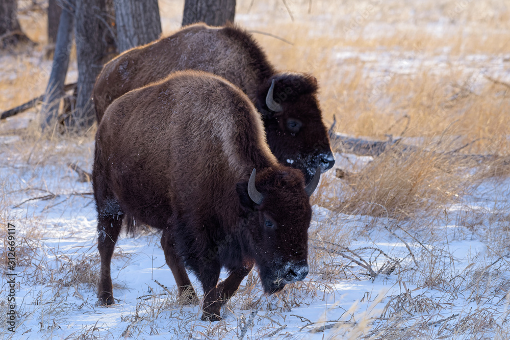 American Bison on the High Plains of Colorado. Bison in Snow American Bison on the High Plains of Colorado. Bison in Snow