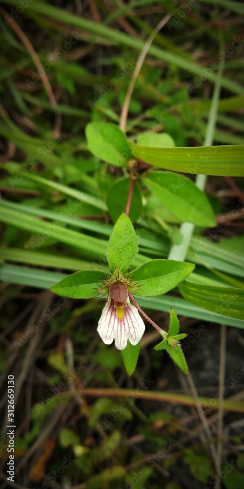 nature Flowers