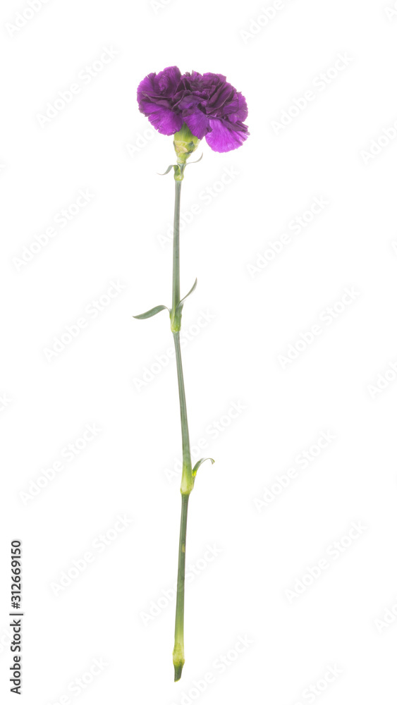 Lilac carnation on a white background Lilac carnation on a white background