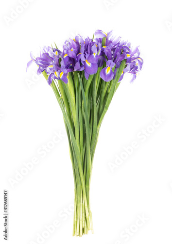 Irises on a white background