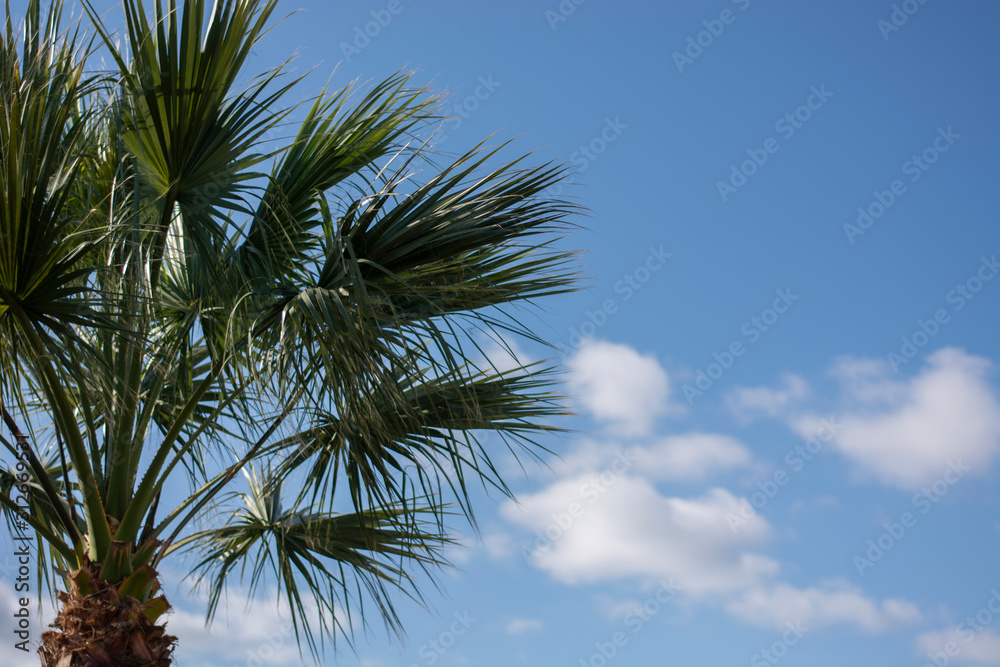 blue sky and palm tree and leaves blue sky and palm tree and leaves