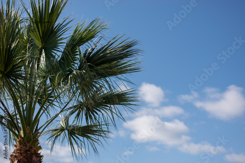 blue sky and palm tree and leaves