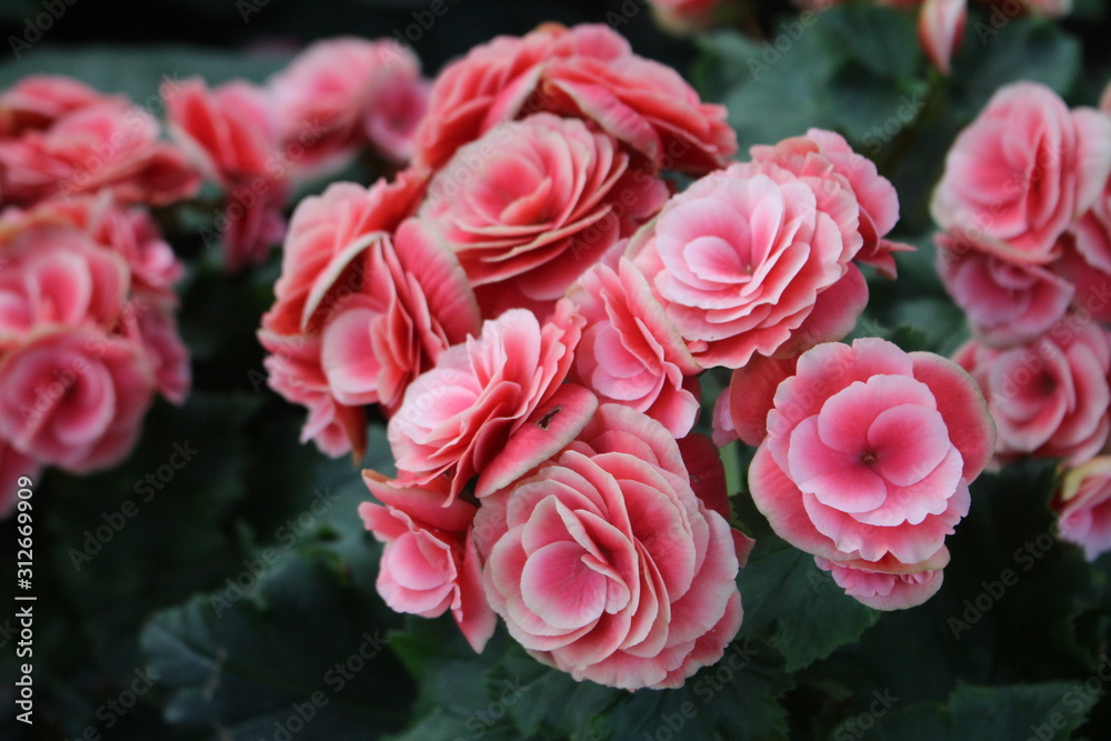 flowers flowers