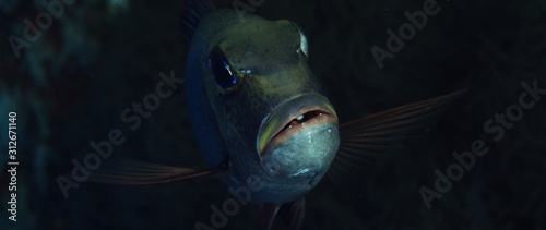 Humpnose big-eye bream (Monotaxis grandoculis) looking into the camera, Maldives Indian Ocean