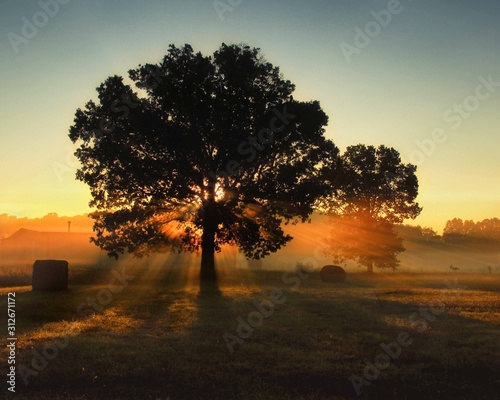 tree in sunrise