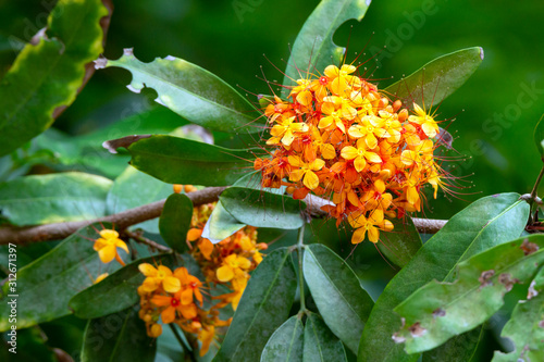 Ixora lobbii Loudon, flowers photo