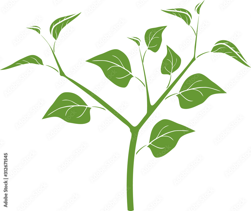 Green silhouette of pepper plant with leaves isolated on white background