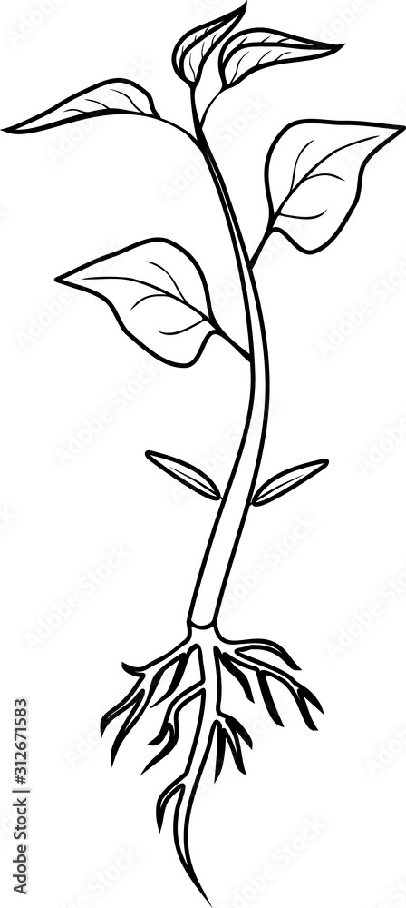 Coloring page. Sprout of pepper plant with root system and leaves ...