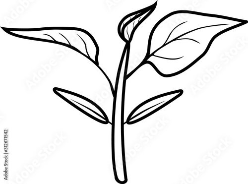 Coloring page. Sprout of pepper plant with leaves isolated on white background