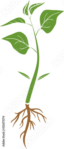 Fototapeta Naklejka Na Ścianę i Meble -  Sprout of pepper plant with root system and green leaves in flat style isolated on white background