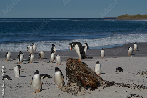 Gentoo Penguin  Pygoscelis papua  standing on a mound amongst a group of penguins on Sea Lion Island in the Falkland Islands.