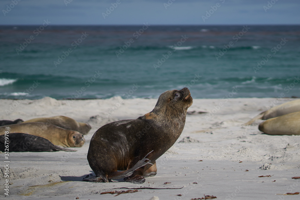 Fototapeta premium Male Southern Sea Lion (Otaria flavescens) among a group of Southern Elephant Seal (Mirounga leonina) on Sea Lion Island in the Falkland Islands.